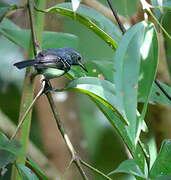 White-flanked Antwren