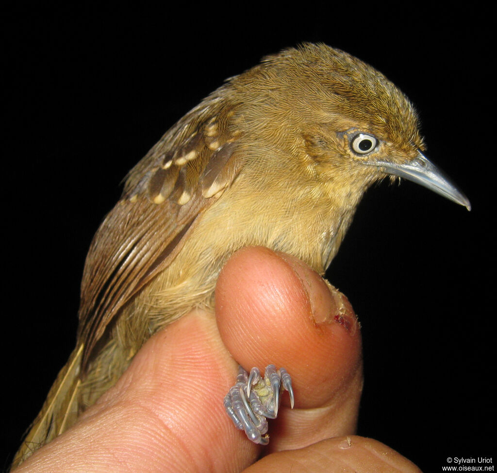 Brown-bellied Stipplethroat female adult