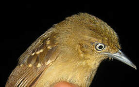 Brown-bellied Stipplethroat