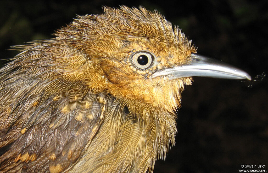 Brown-bellied Antwren female adult