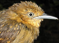 Brown-bellied Stipplethroat