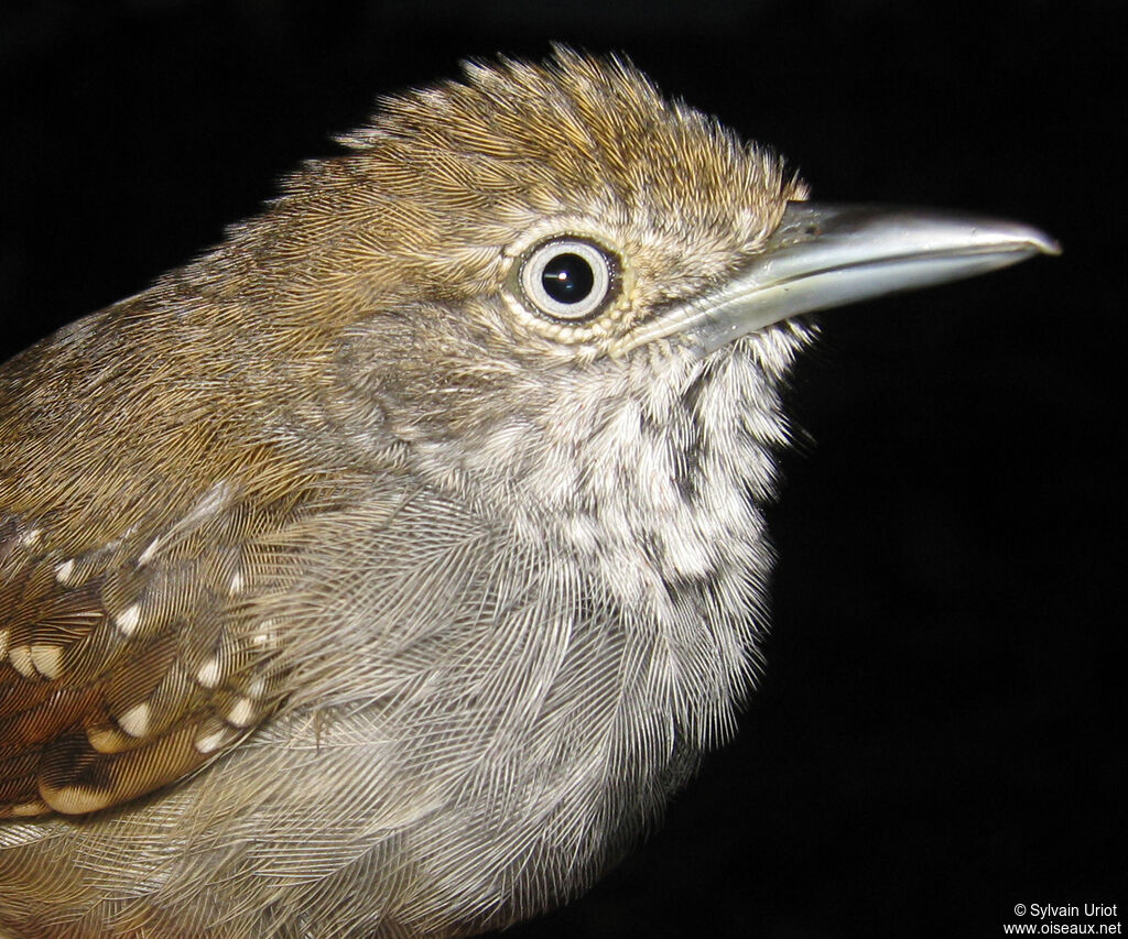 Brown-bellied Stipplethroat male adult