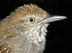 Brown-bellied Stipplethroat