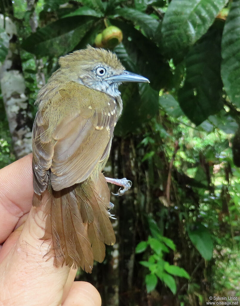 Brown-bellied Antwren male adult