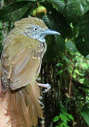 Brown-bellied Stipplethroat