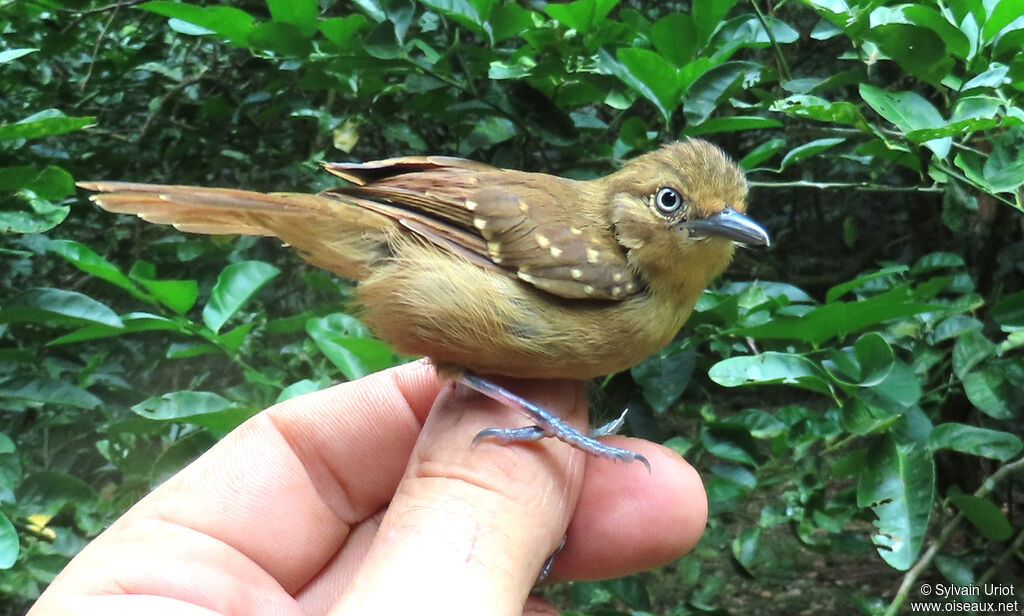 Brown-bellied Antwren female adult