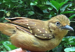 Brown-bellied Stipplethroat