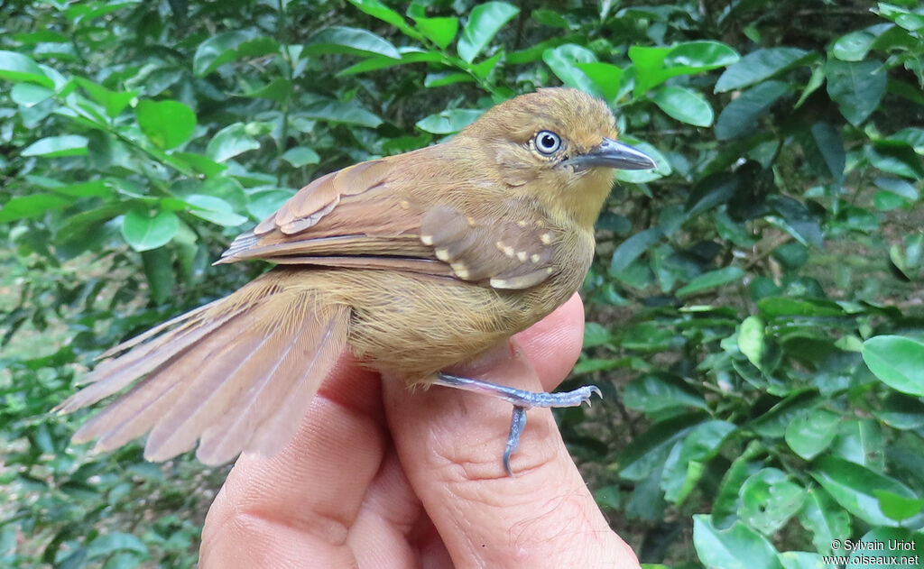 Brown-bellied Antwren female adult