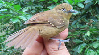 Brown-bellied Stipplethroat