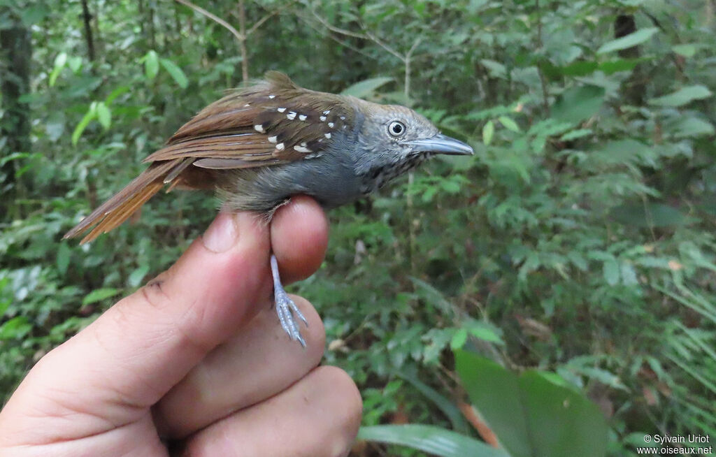 Brown-bellied Antwren male adult