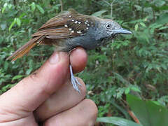 Brown-bellied Stipplethroat