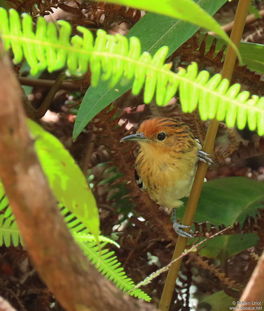 Guianan Streaked Antwren female adult