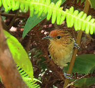 Guianan Streaked Antwren