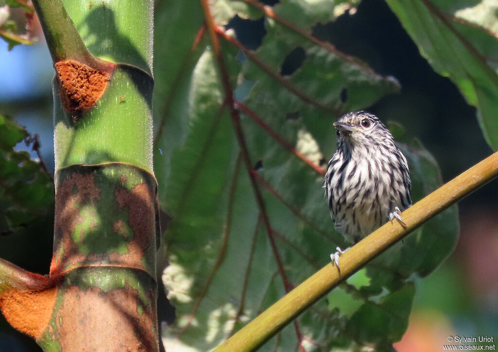 Guianan Streaked Antwren male adult