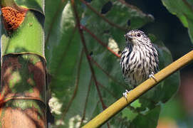 Guianan Streaked Antwren