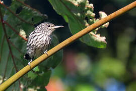 Guianan Streaked Antwren