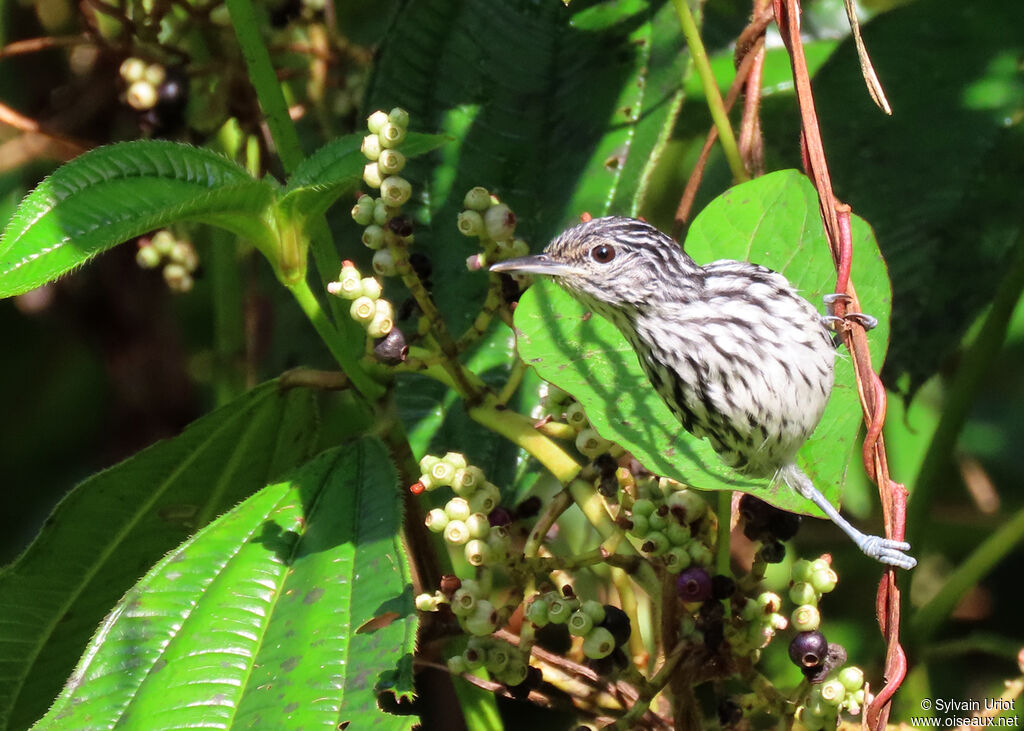 Guianan Streaked Antwren male adult