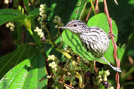 Guianan Streaked Antwren