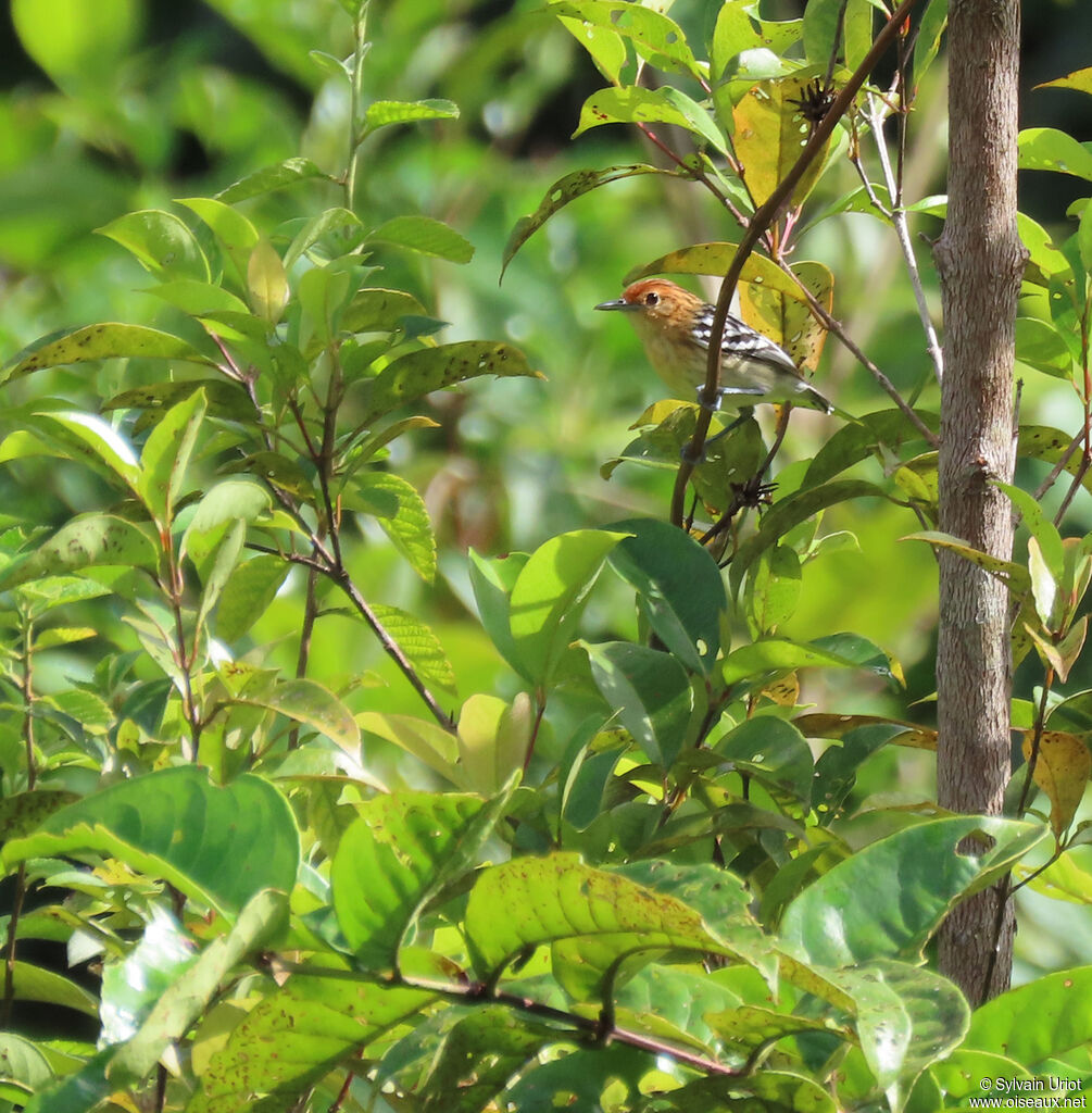 Guianan Streaked Antwren female adult