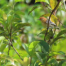 Myrmidon du Surinam