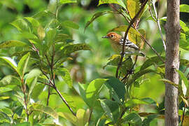 Guianan Streaked Antwren