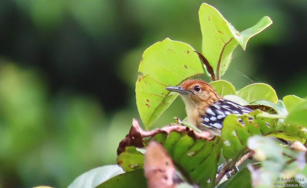 Guianan Streaked Antwren female adult