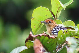 Guianan Streaked Antwren