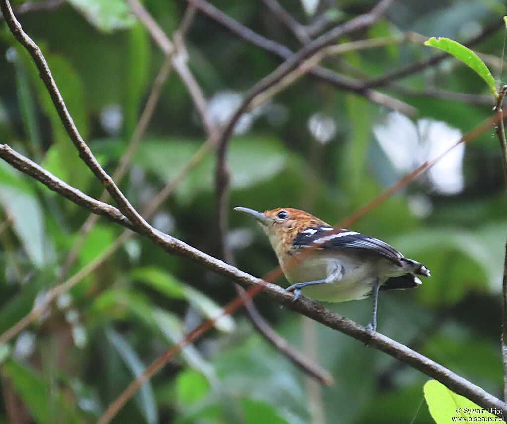 Myrmidon du Surinam femelle adulte