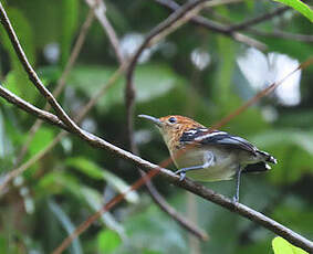 Myrmidon du Surinam