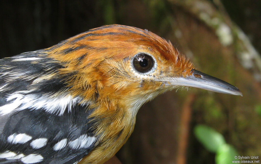 Guianan Streaked Antwren female adult