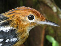 Guianan Streaked Antwren