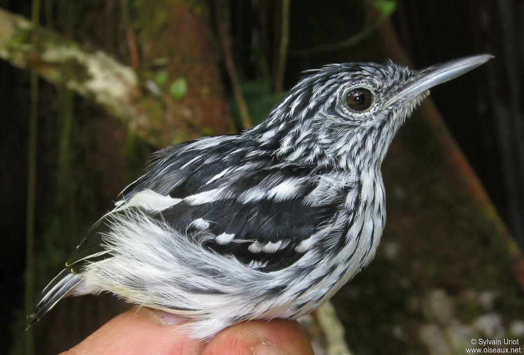 Guianan Streaked Antwren male adult