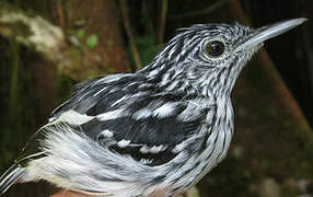 Guianan Streaked Antwren