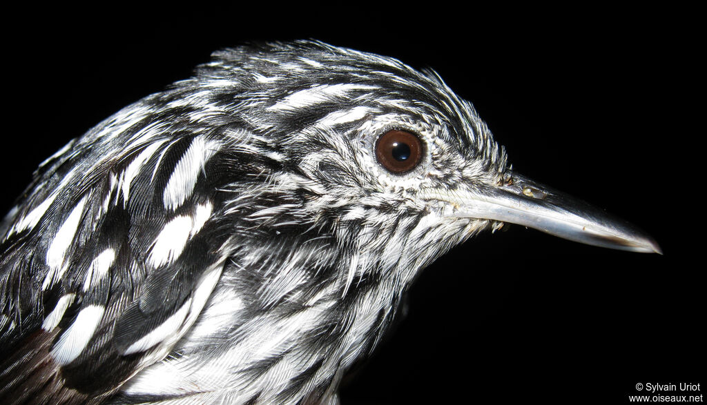 Guianan Streaked Antwren male adult