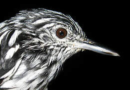 Guianan Streaked Antwren