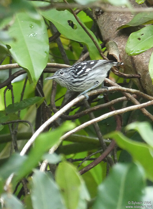 Guianan Streaked Antwren male adult, identification