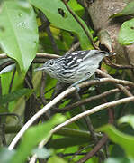 Guianan Streaked Antwren