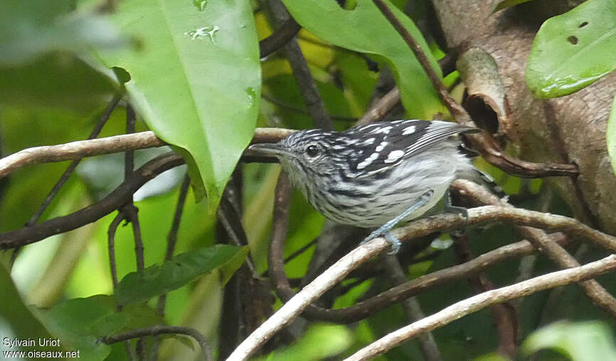 Myrmidon du Surinam mâle adulte, identification