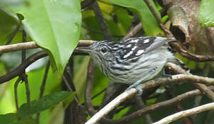 Guianan Streaked Antwren