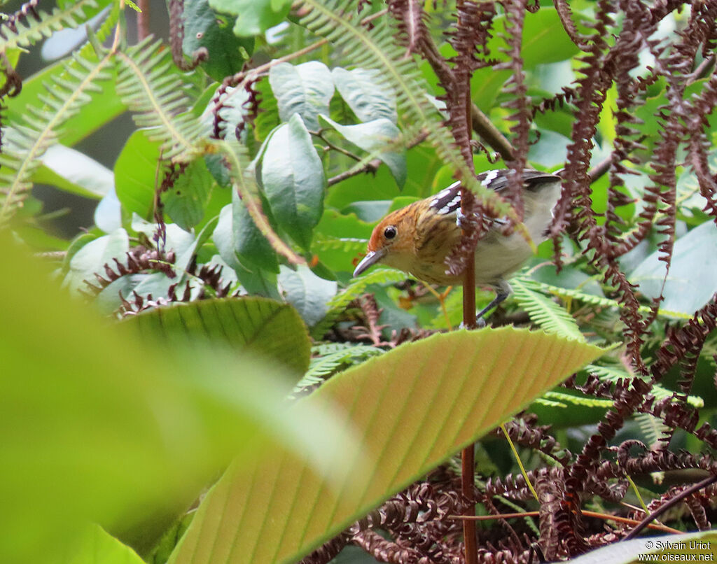 Guianan Streaked Antwren female adult