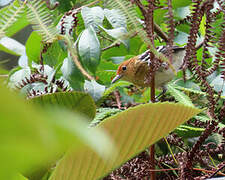 Guianan Streaked Antwren