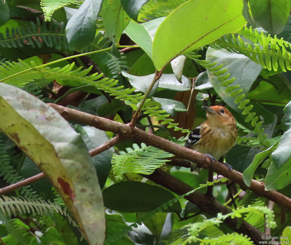 Guianan Streaked Antwren female adult