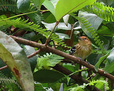 Guianan Streaked Antwren