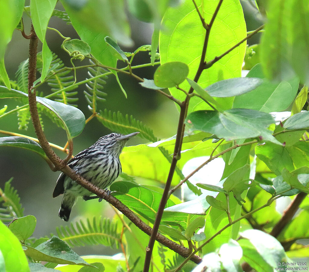 Guianan Streaked Antwren male adult