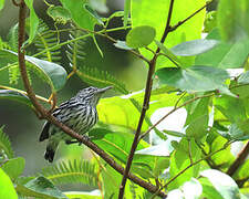 Guianan Streaked Antwren