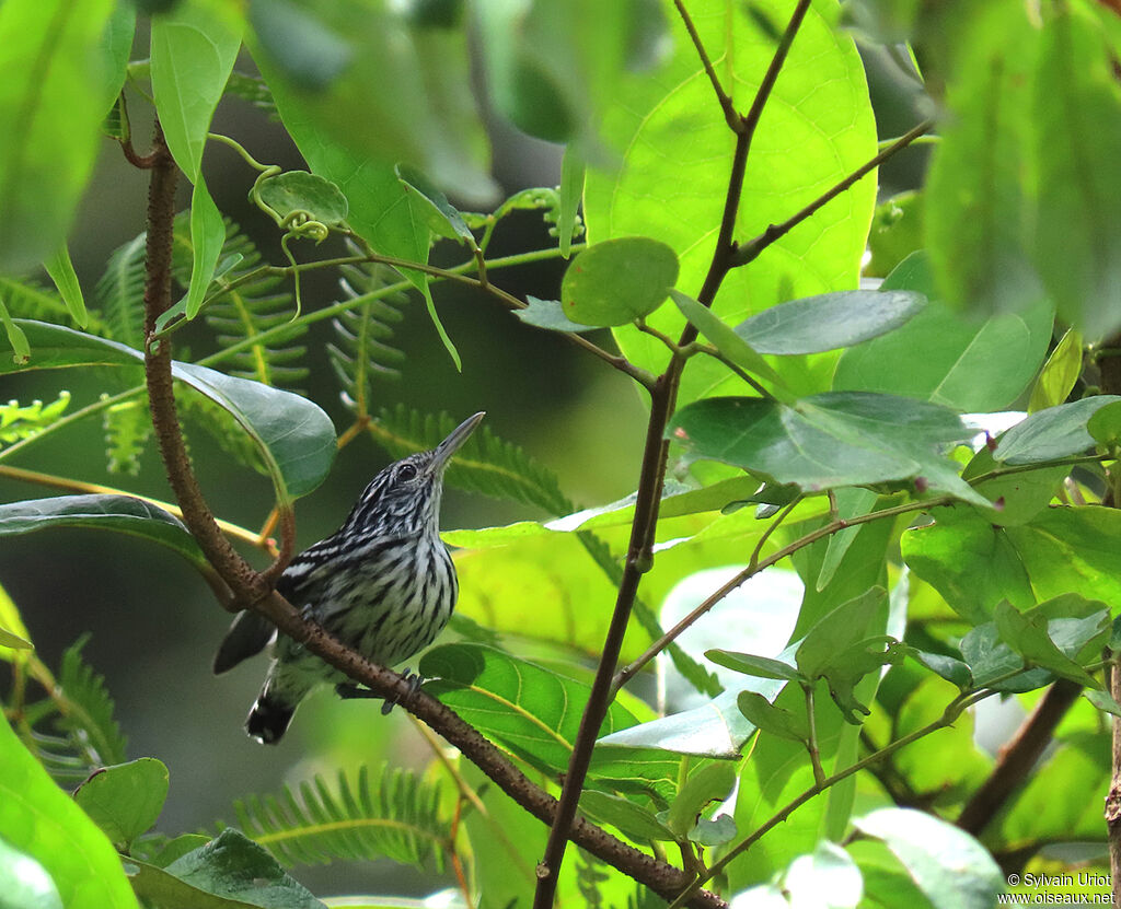 Guianan Streaked Antwren male adult