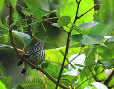 Guianan Streaked Antwren