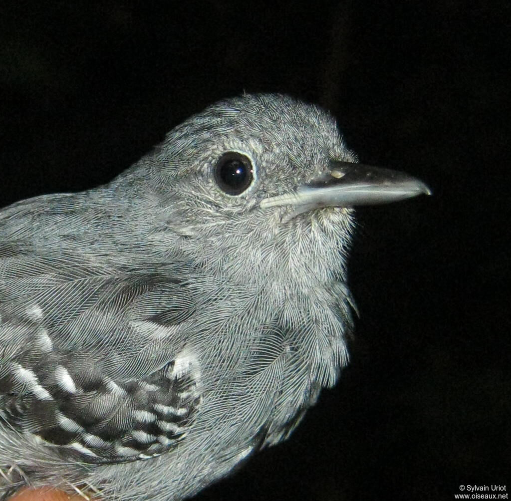 Grey Antwren male adult