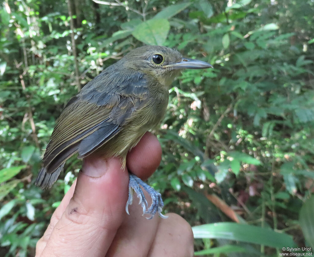 Grey Antwren male immature