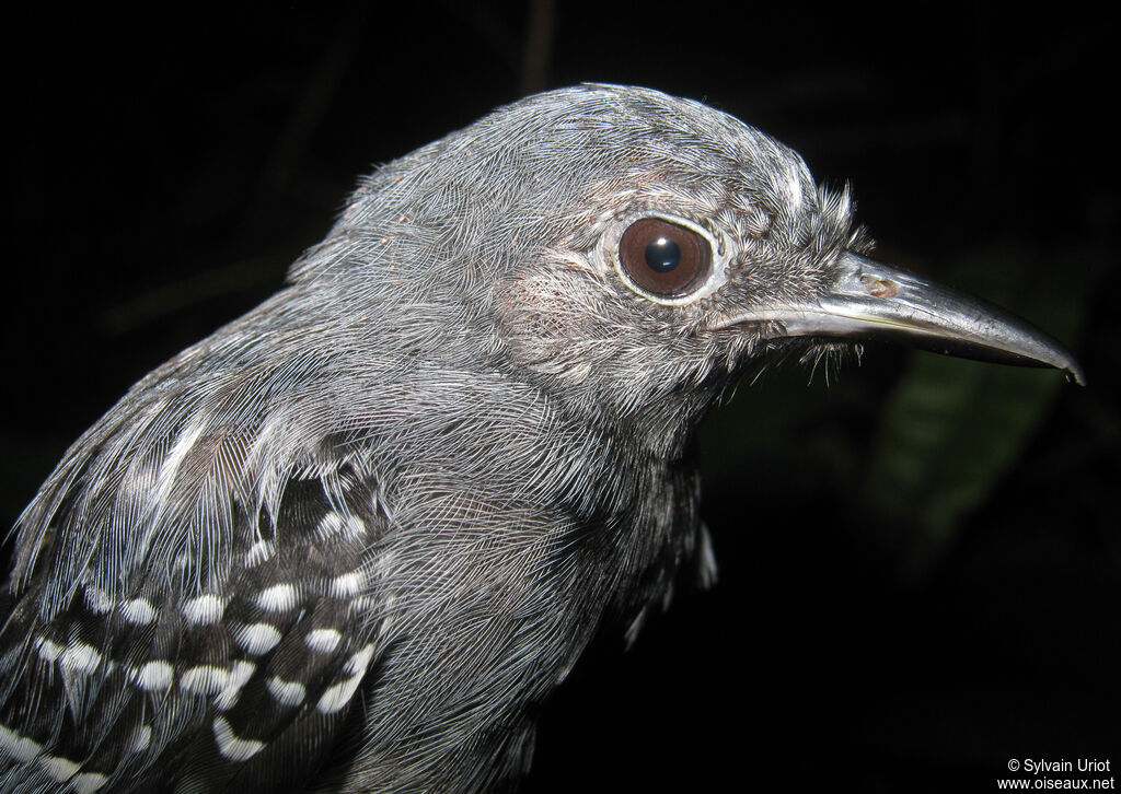 Long-winged Antwren male adult